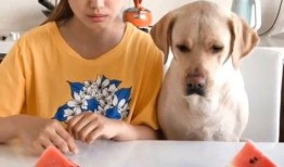 吃瓜比赛视频大全,盘点全网最热吃瓜比赛视频大全